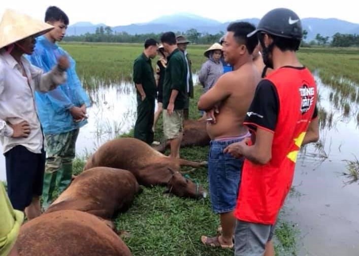 Mot nguoi nguy kich, 6 con bo chet do set danh hinh anh