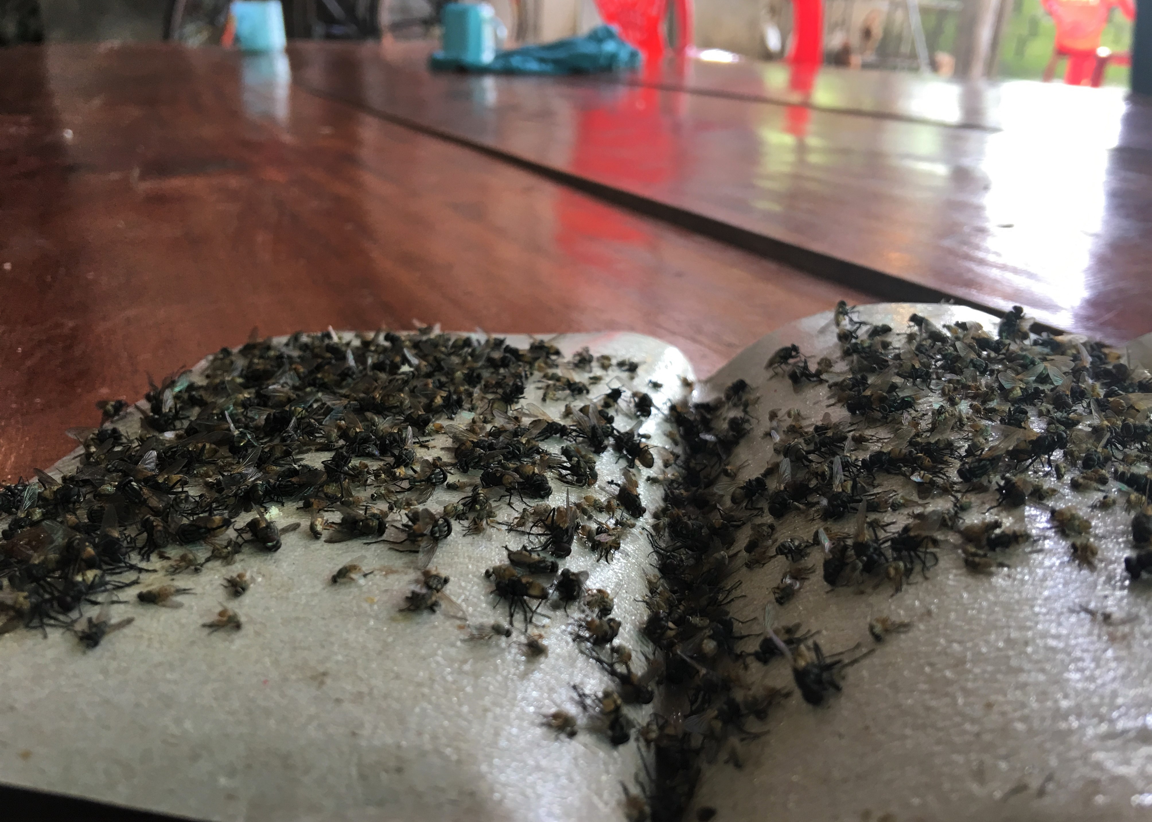 trai lon xa thai ra moi truong anh 3