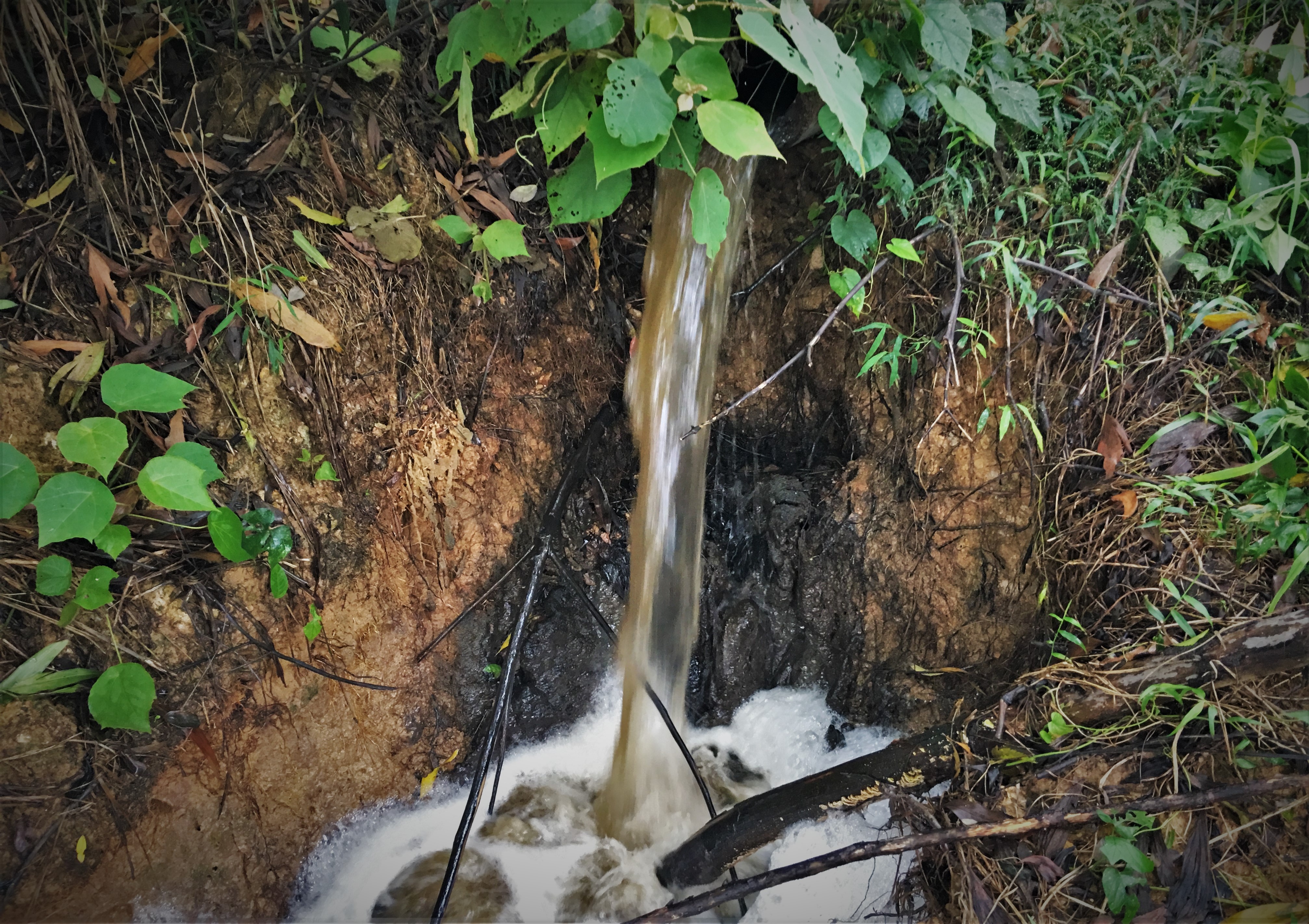 trai lon xa thai ra moi truong anh 2