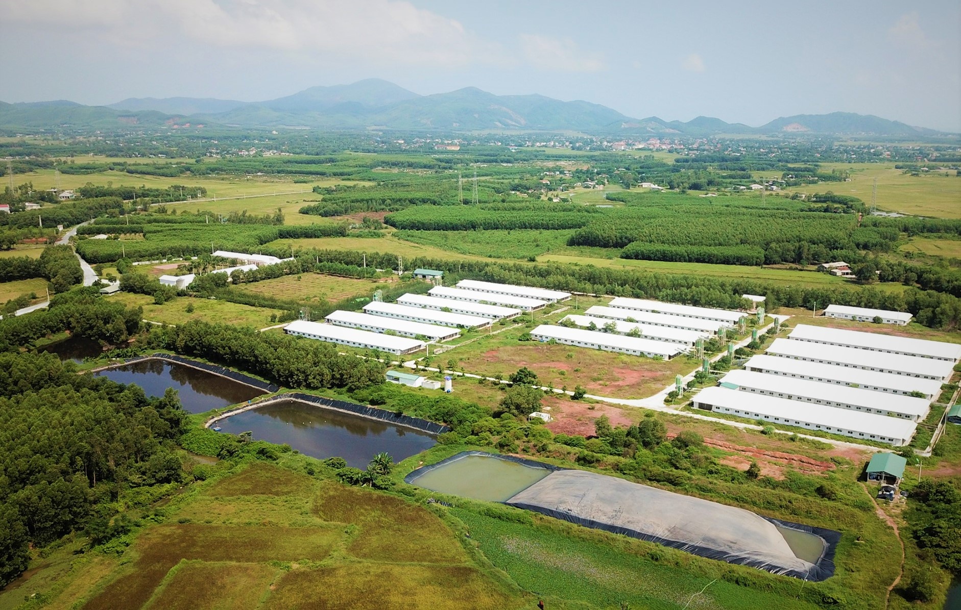 trai lon xa thai ra moi truong anh 1