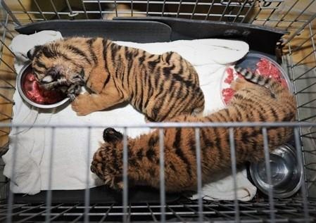 Vut lai 2 con ho khi gap canh sat hinh anh