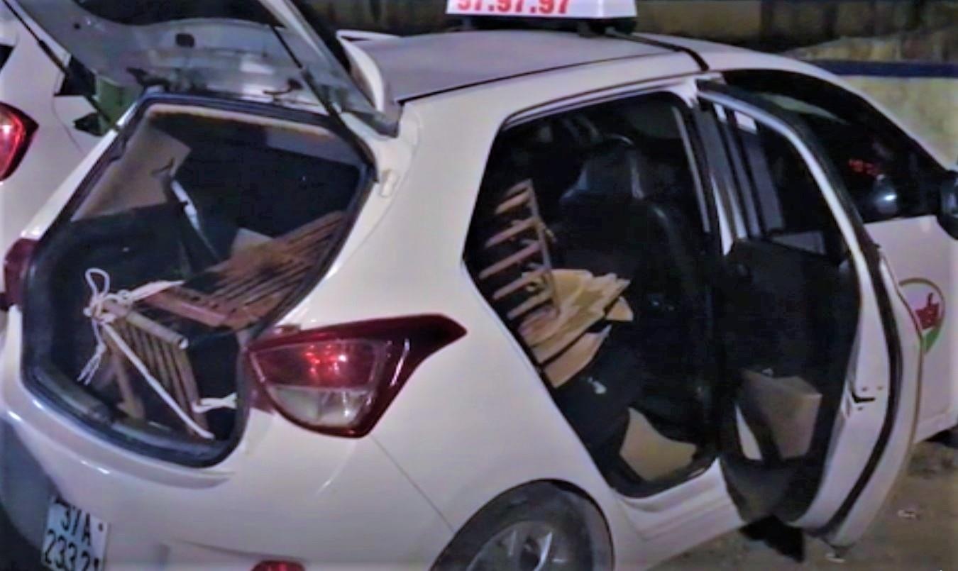 Gau ngua nang 140 kg bi tiem thuoc me tren taxi hinh anh