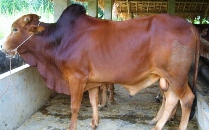 Trom xe thit bo de lai noi tang va xuong hinh anh