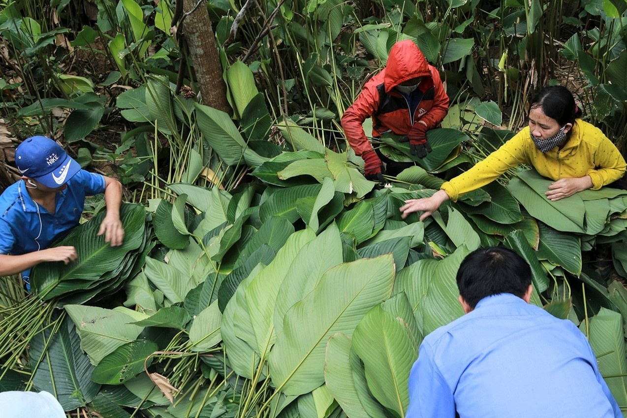 Nguoi vung trong la dong lon nhat Ha Tinh trung mua hinh anh