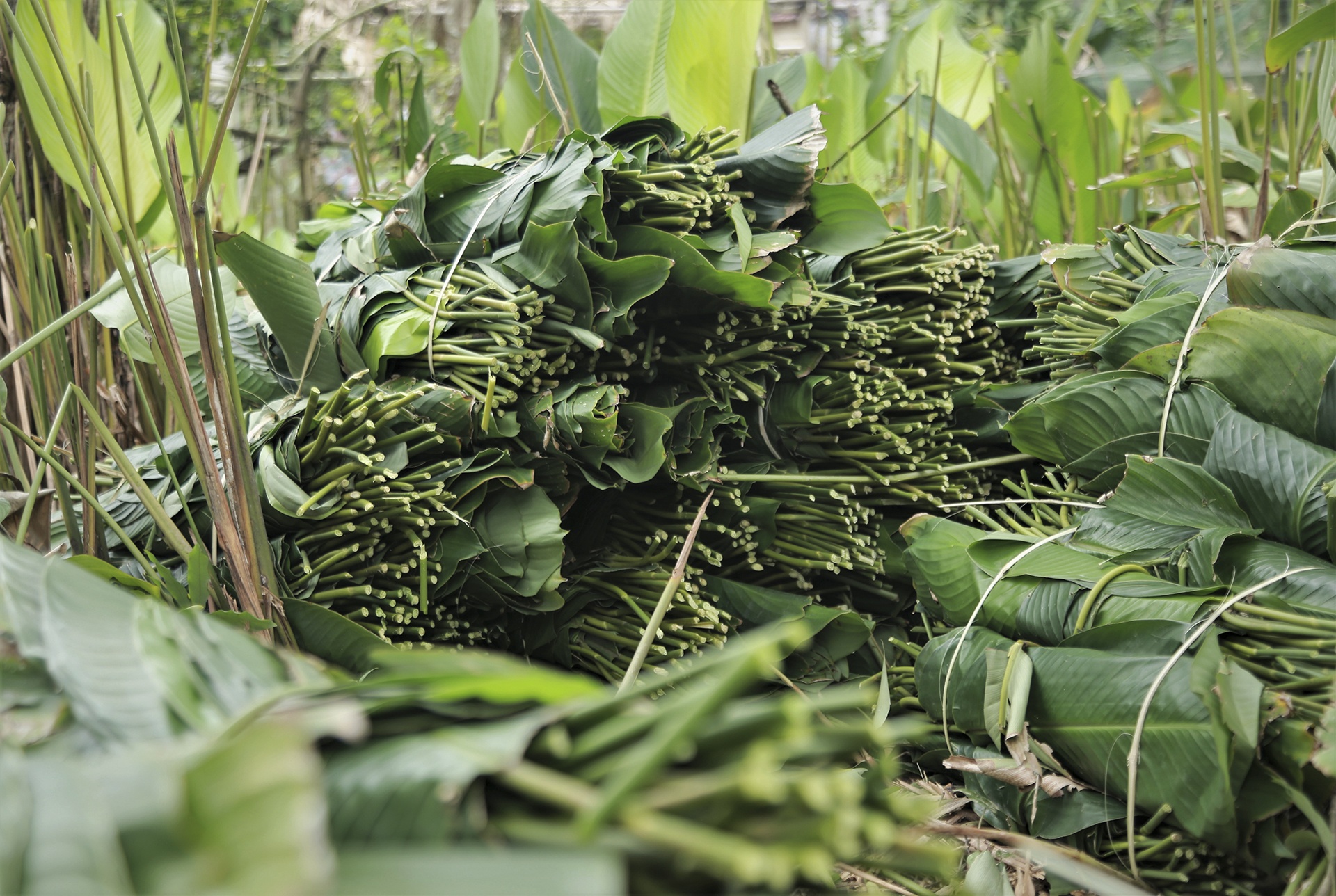 lang la dong vao vu Tet anh 10