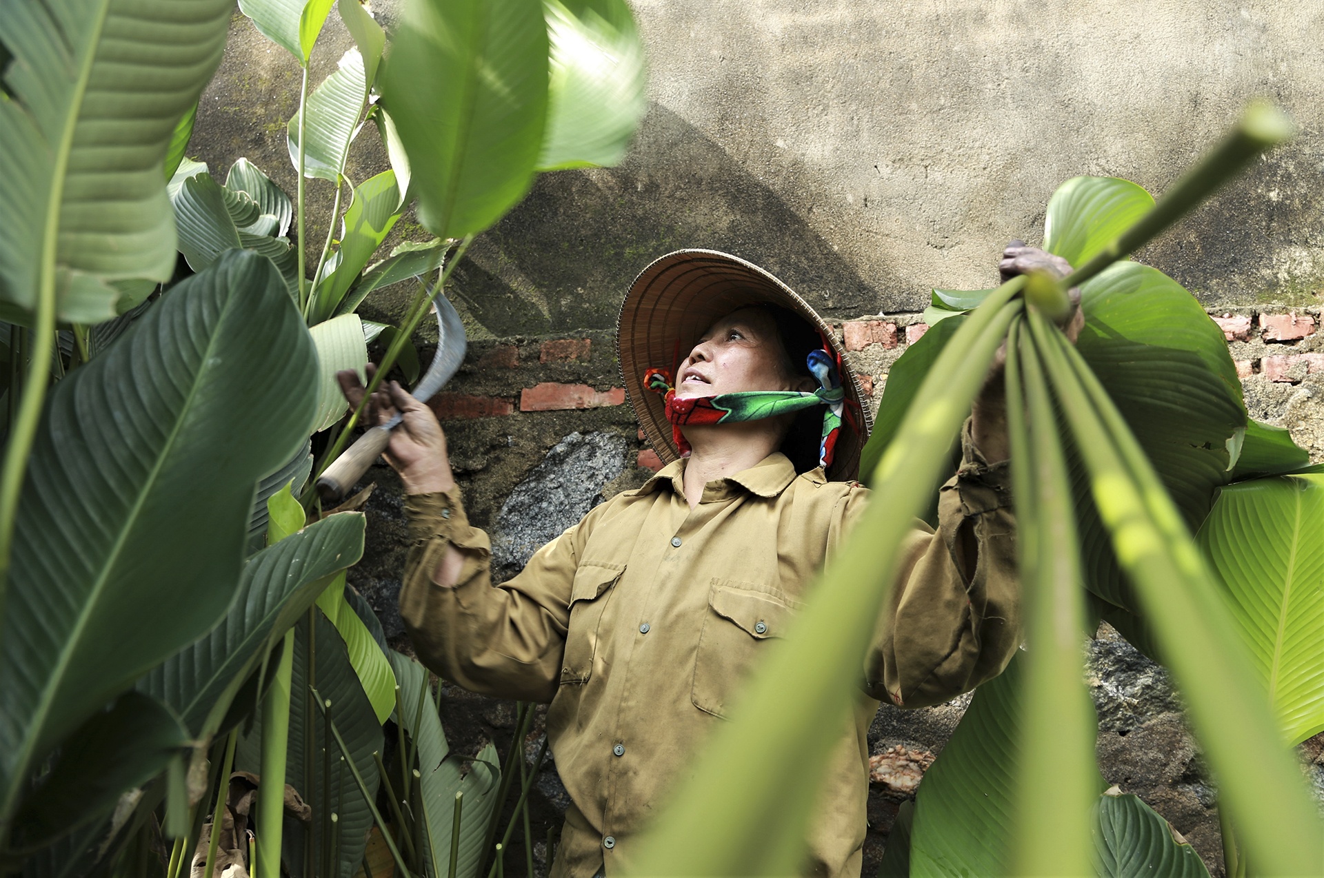 lang la dong vao vu Tet anh 2