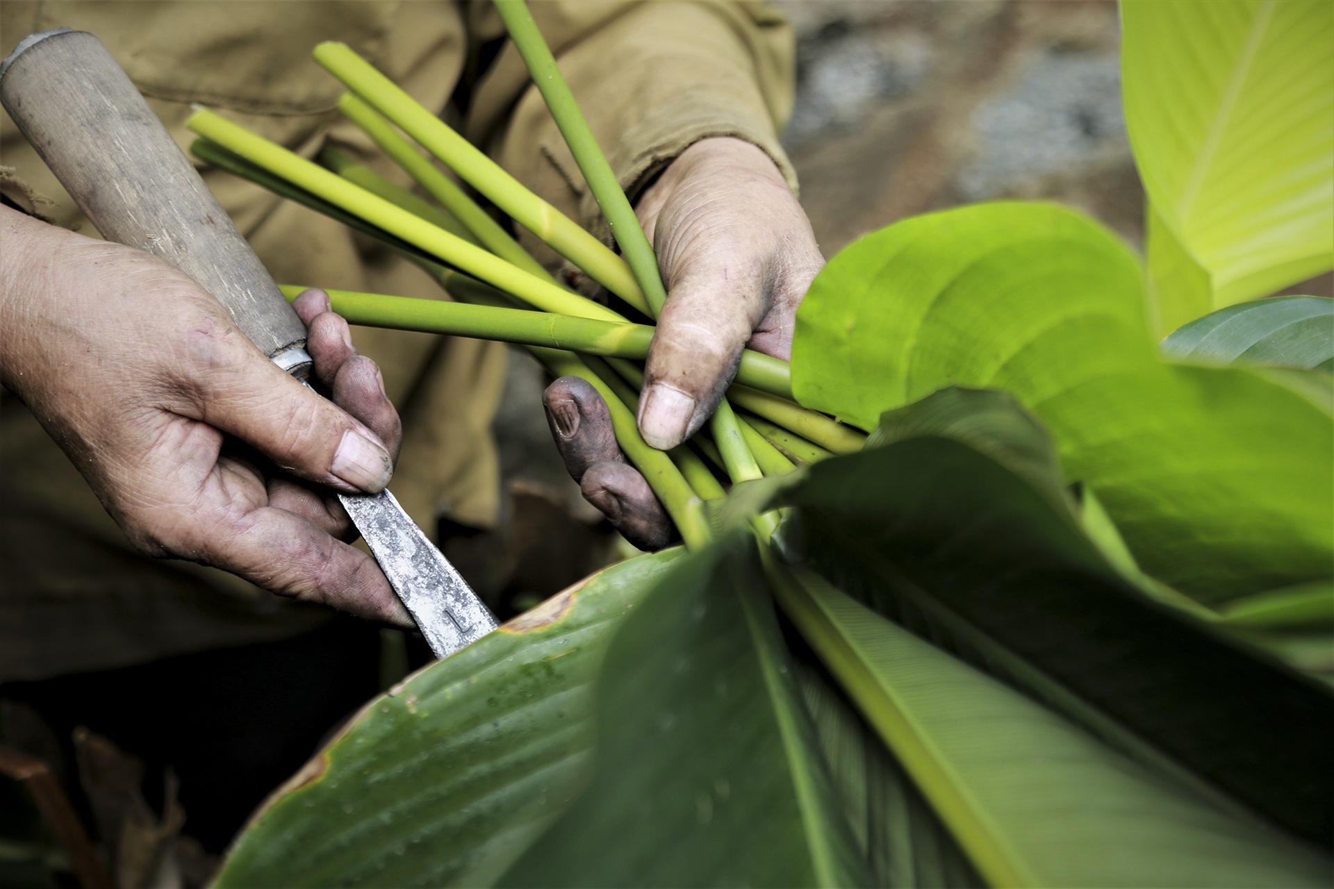 lang la dong vao vu Tet anh 3