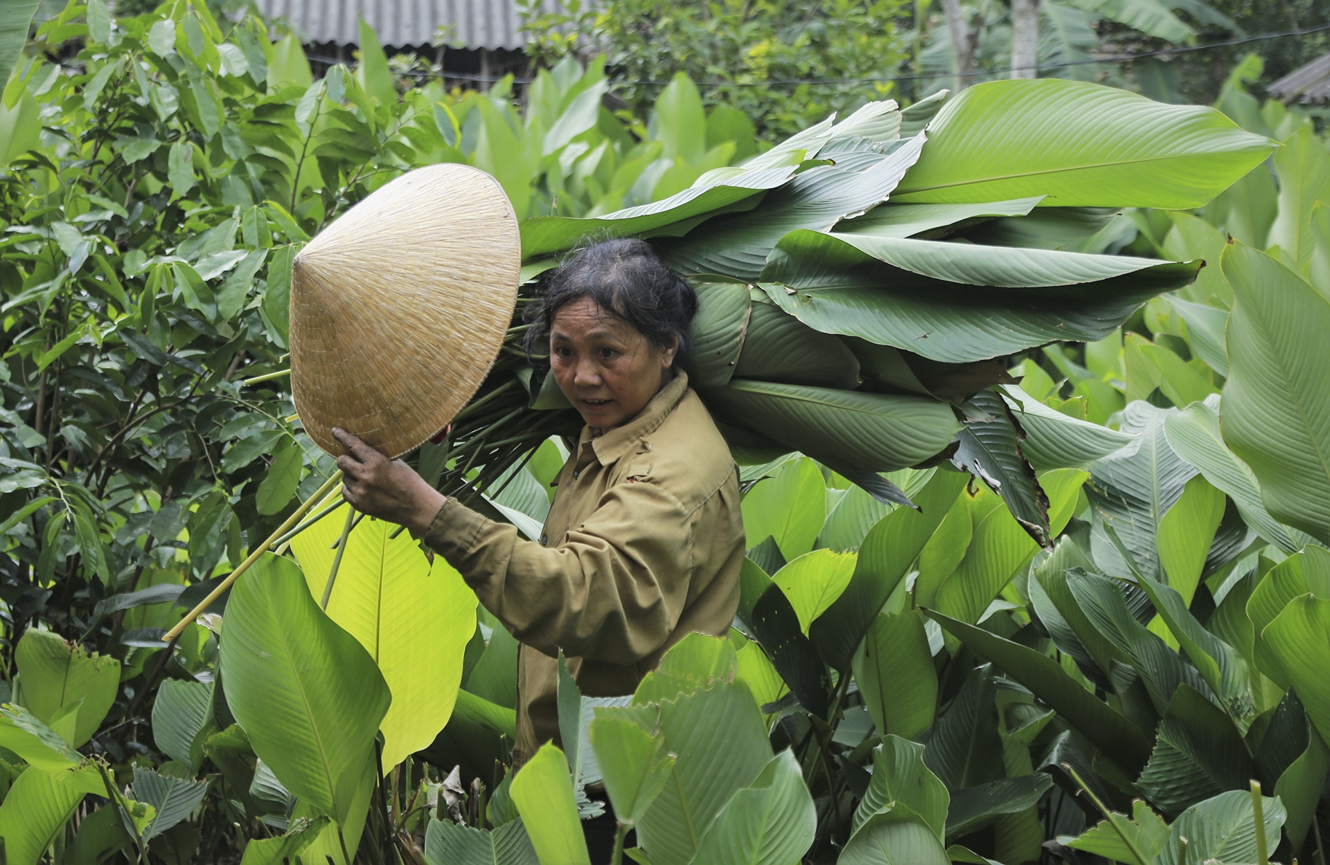 lang la dong vao vu Tet anh 5