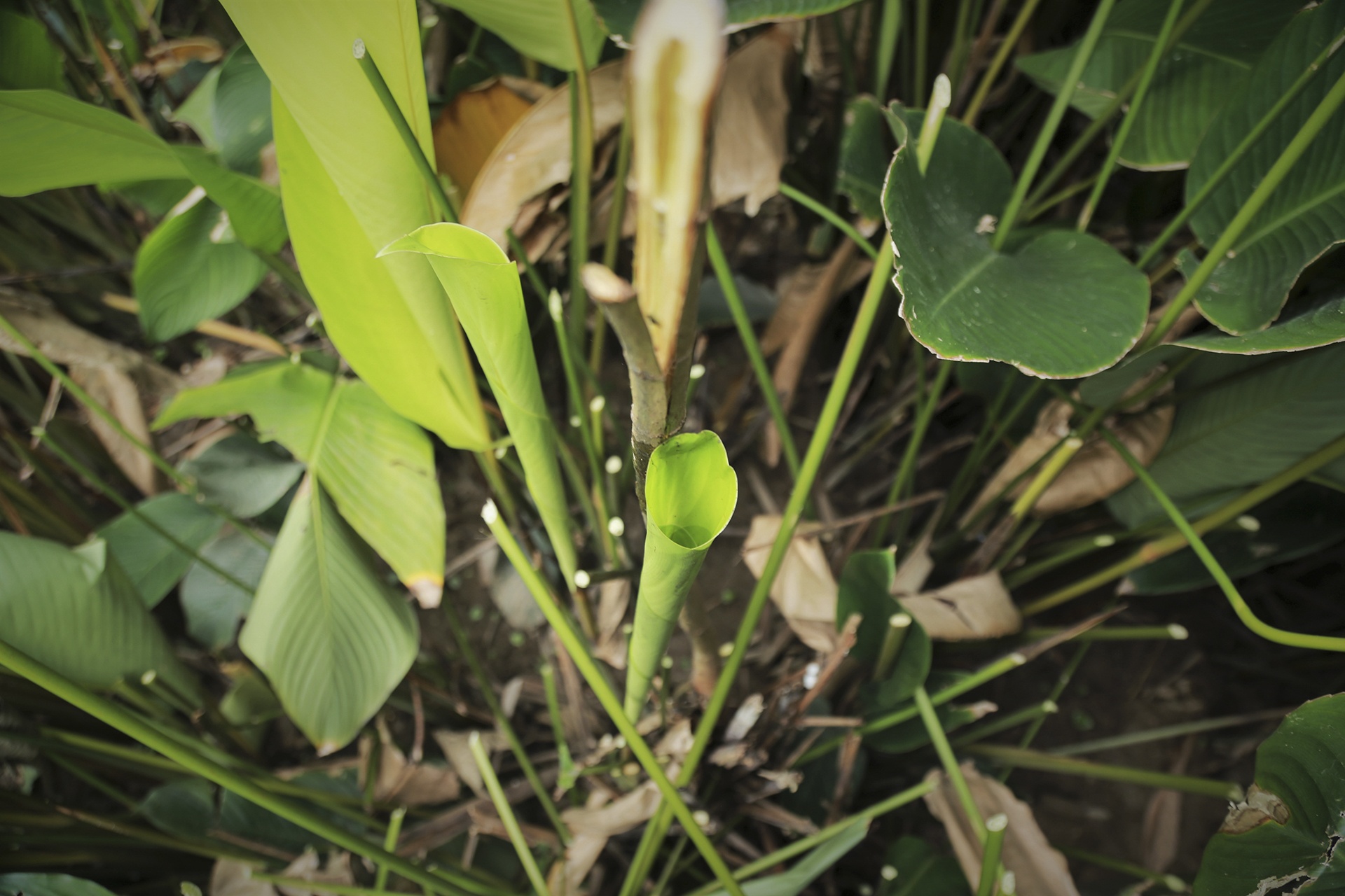 lang la dong vao vu Tet anh 4