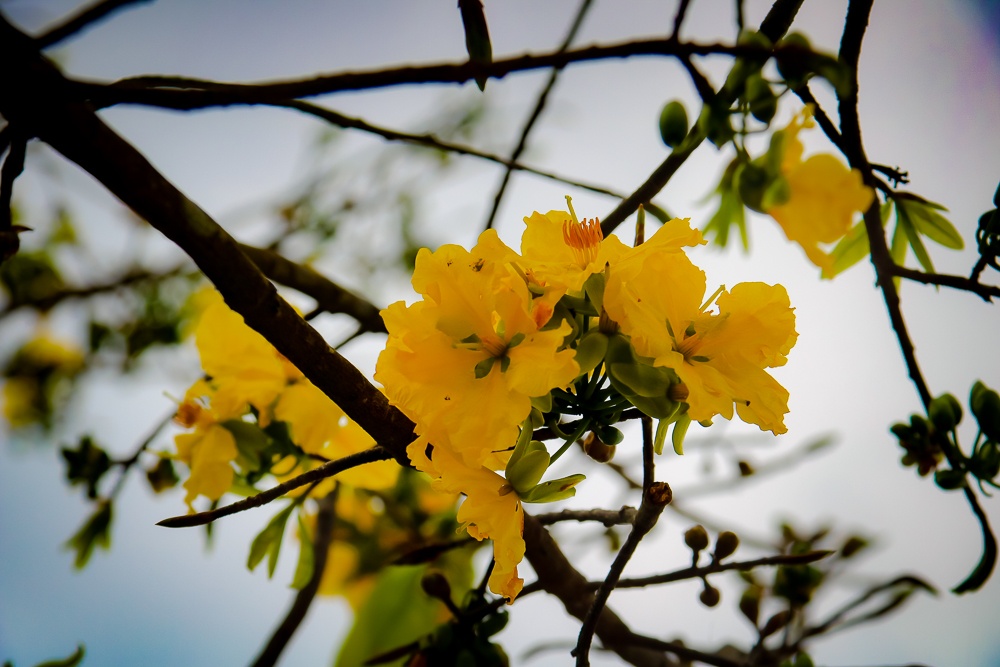 Goc mai rung duoc rao gia 100 trieu hinh anh