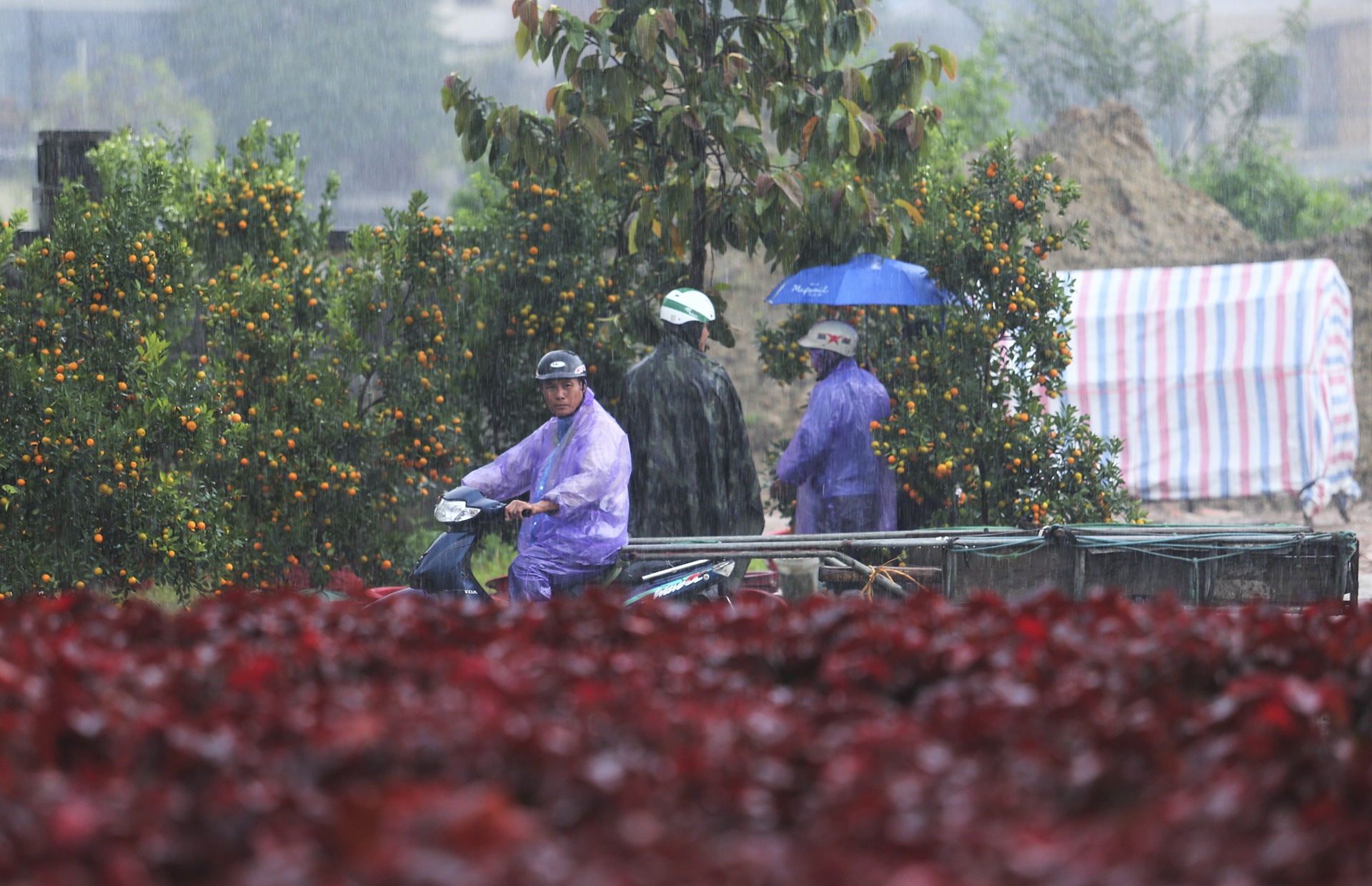 cho Tet Canh Ty anh 4