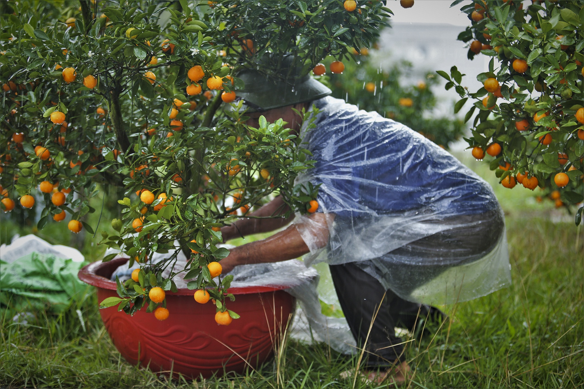 cho Tet Canh Ty anh 6