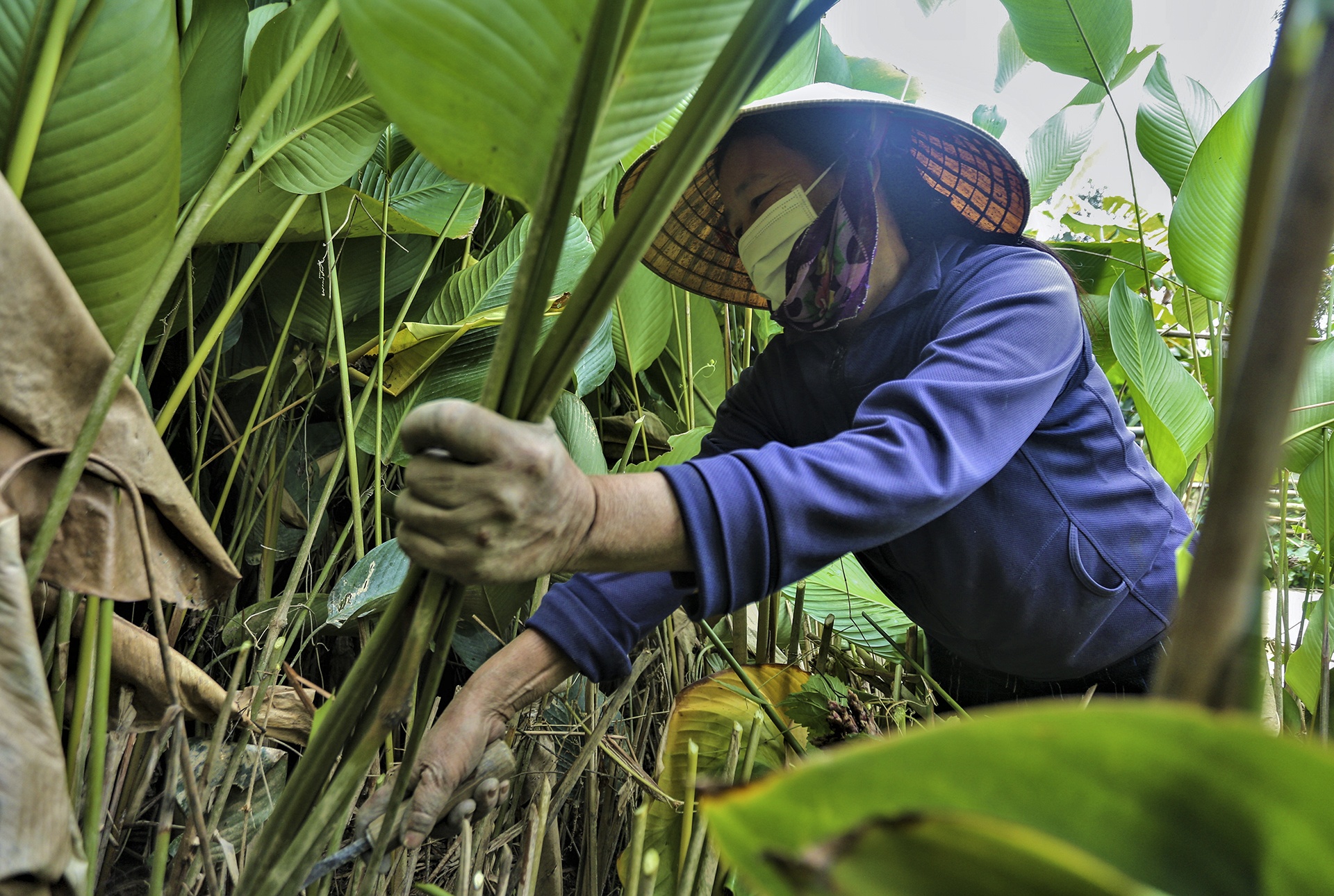 vung trong la dong anh 3