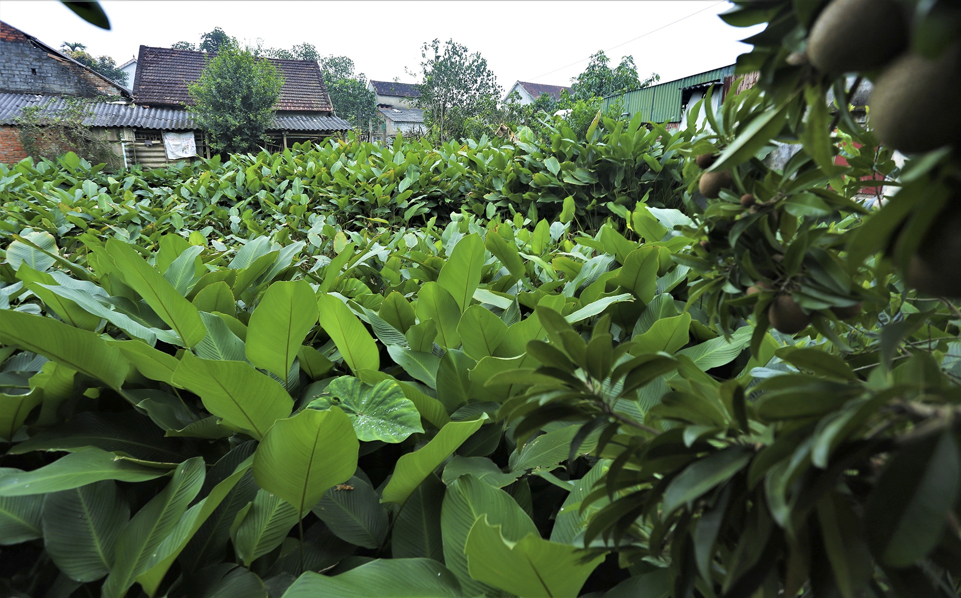 vung trong la dong anh 1