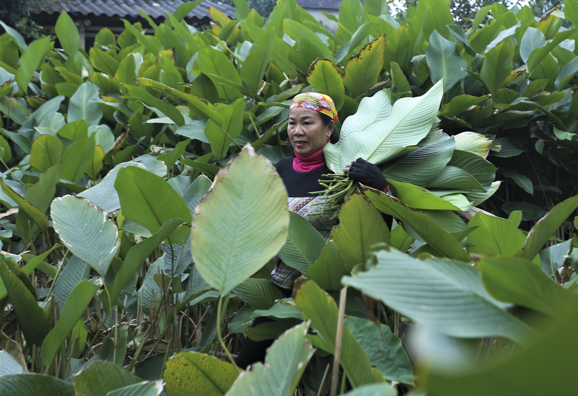 vung trong la dong anh 7