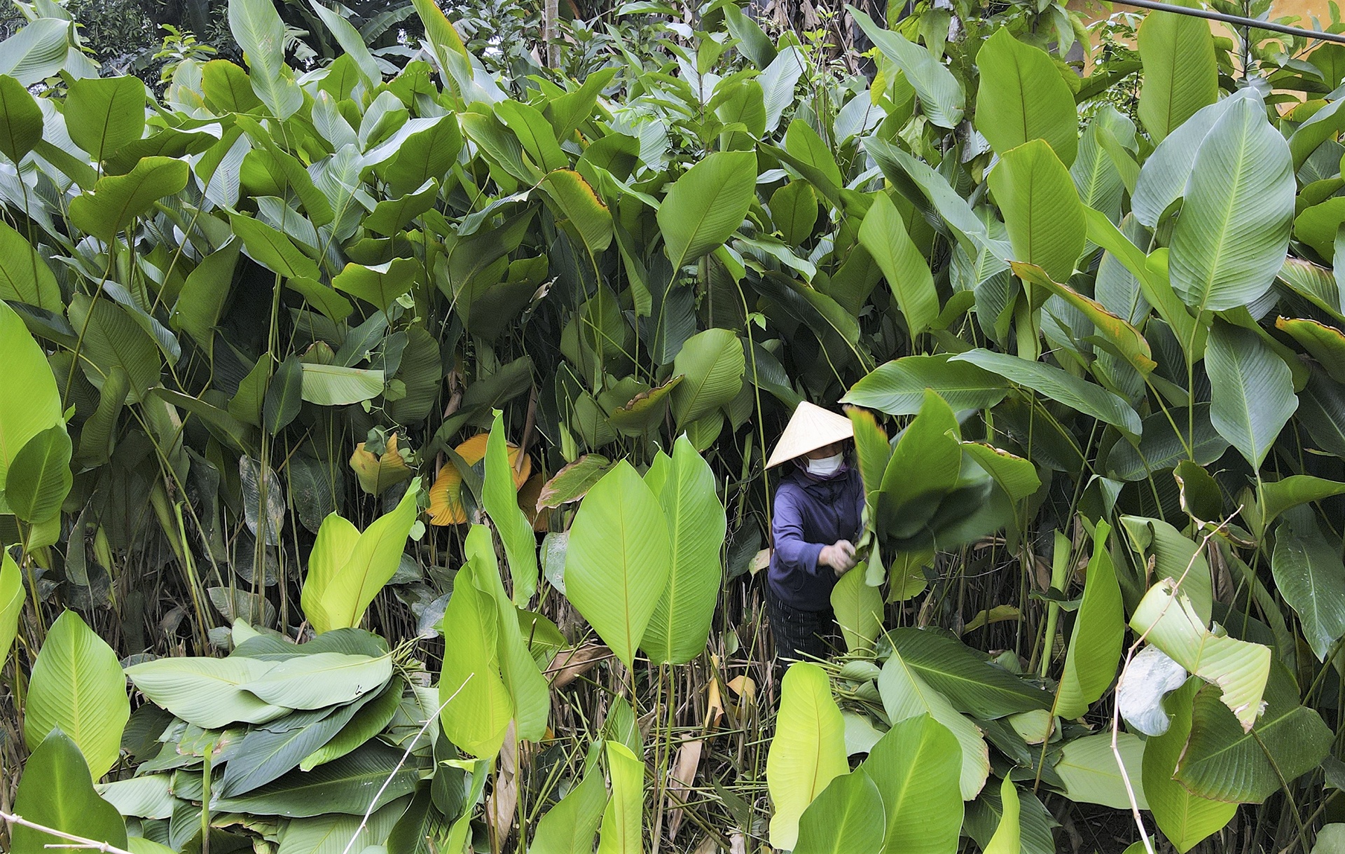 vung trong la dong anh 2