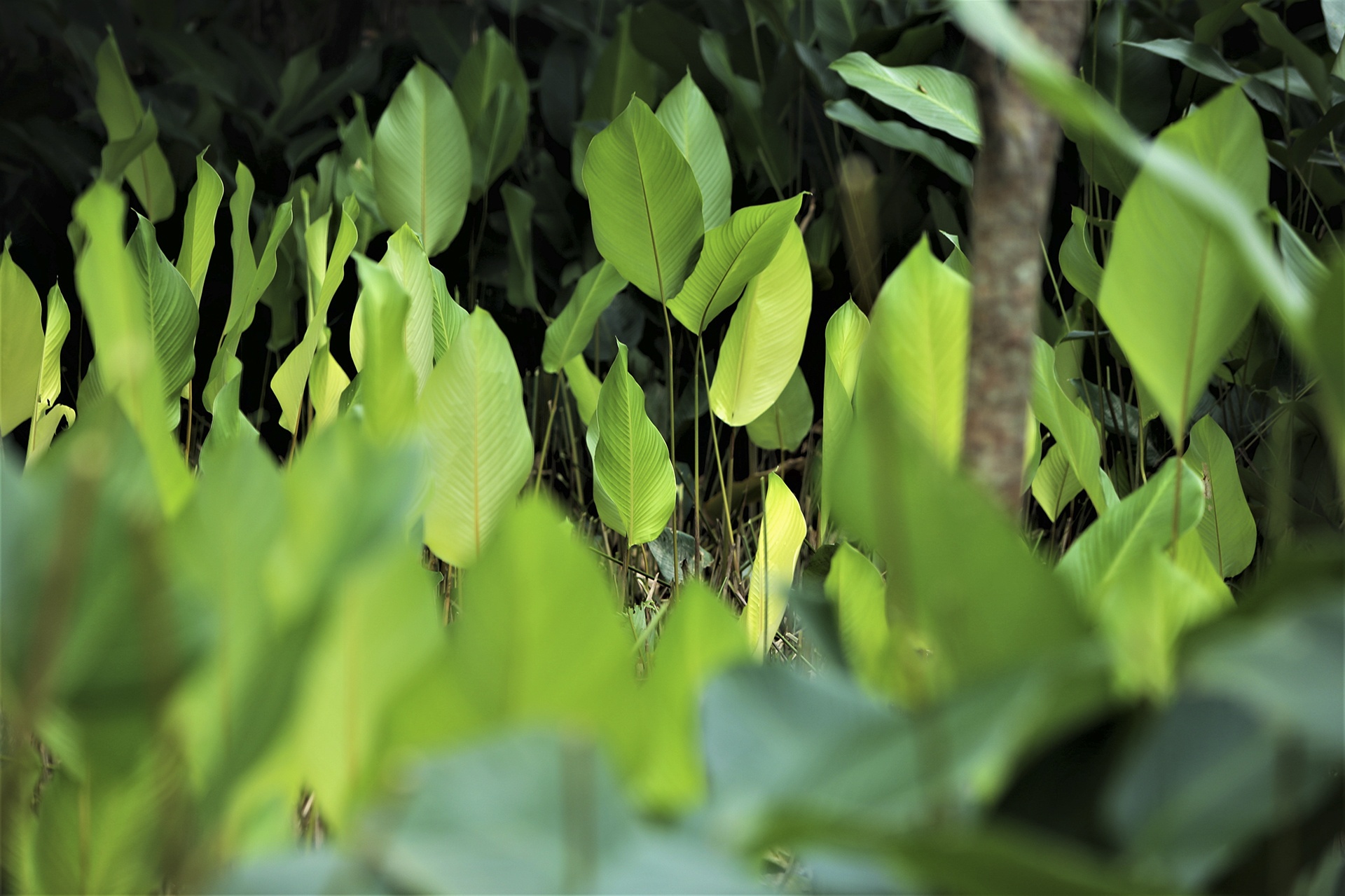 vung trong la dong anh 6