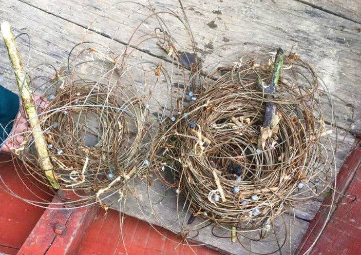 đặt bẫy trong rừng quốc gia ảnh 1 dat bay trong rung quoc gia anh 1