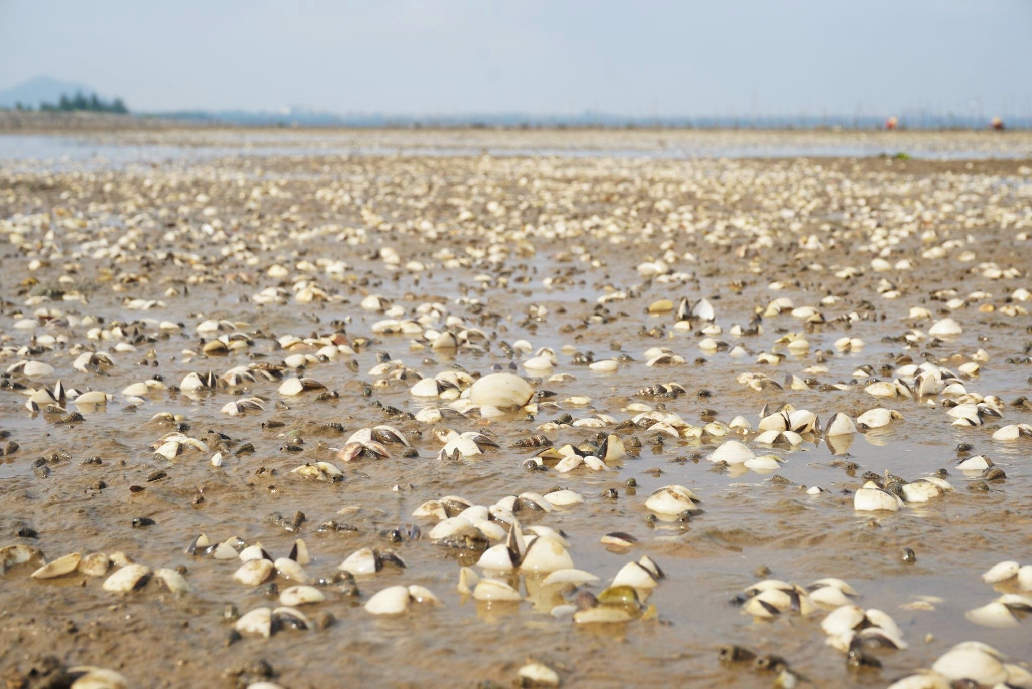Ngao chet trang dam anh 1