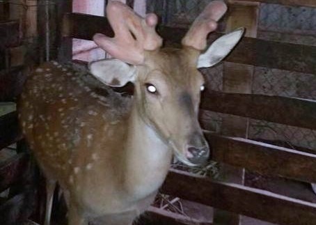 Ky la huou duc co 3 choi nhung tren dau hinh anh