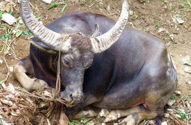 Khau 200 mui o mat vi bi trau tan cong hinh anh