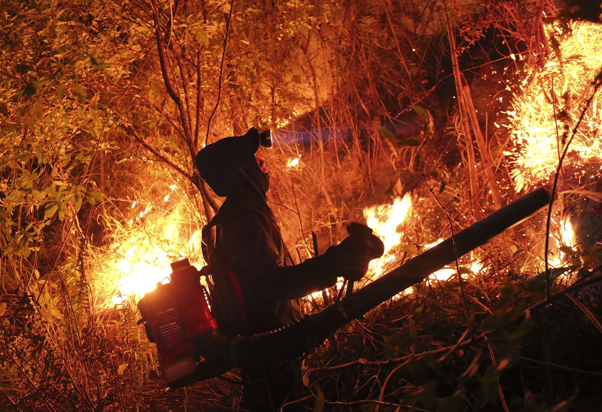 phat tien vi lam chay rung anh 1