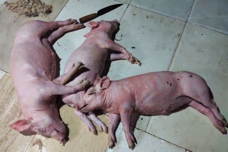 Mua lon chet roi quay ban cho khach hinh anh