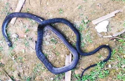 ran ho mang can tu vong anh 1