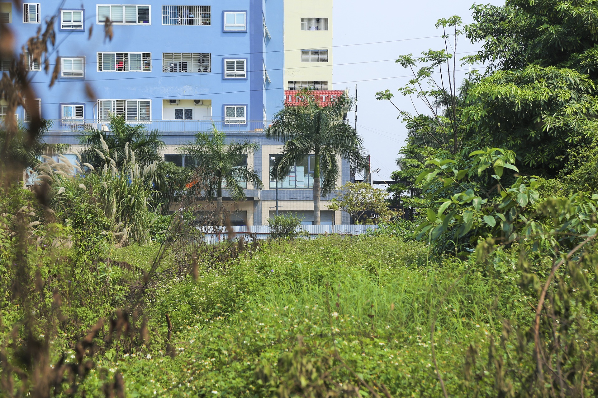 dat vang bo hoang anh 2