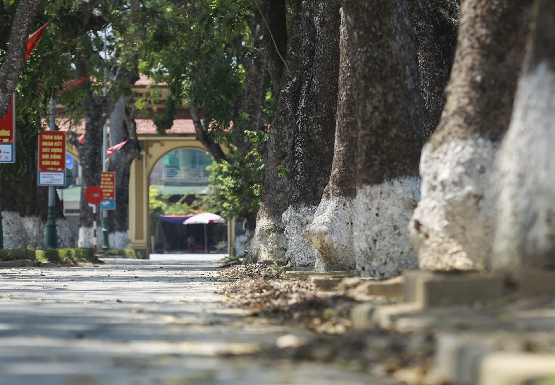 Lang Sen que Bac Ho anh 3