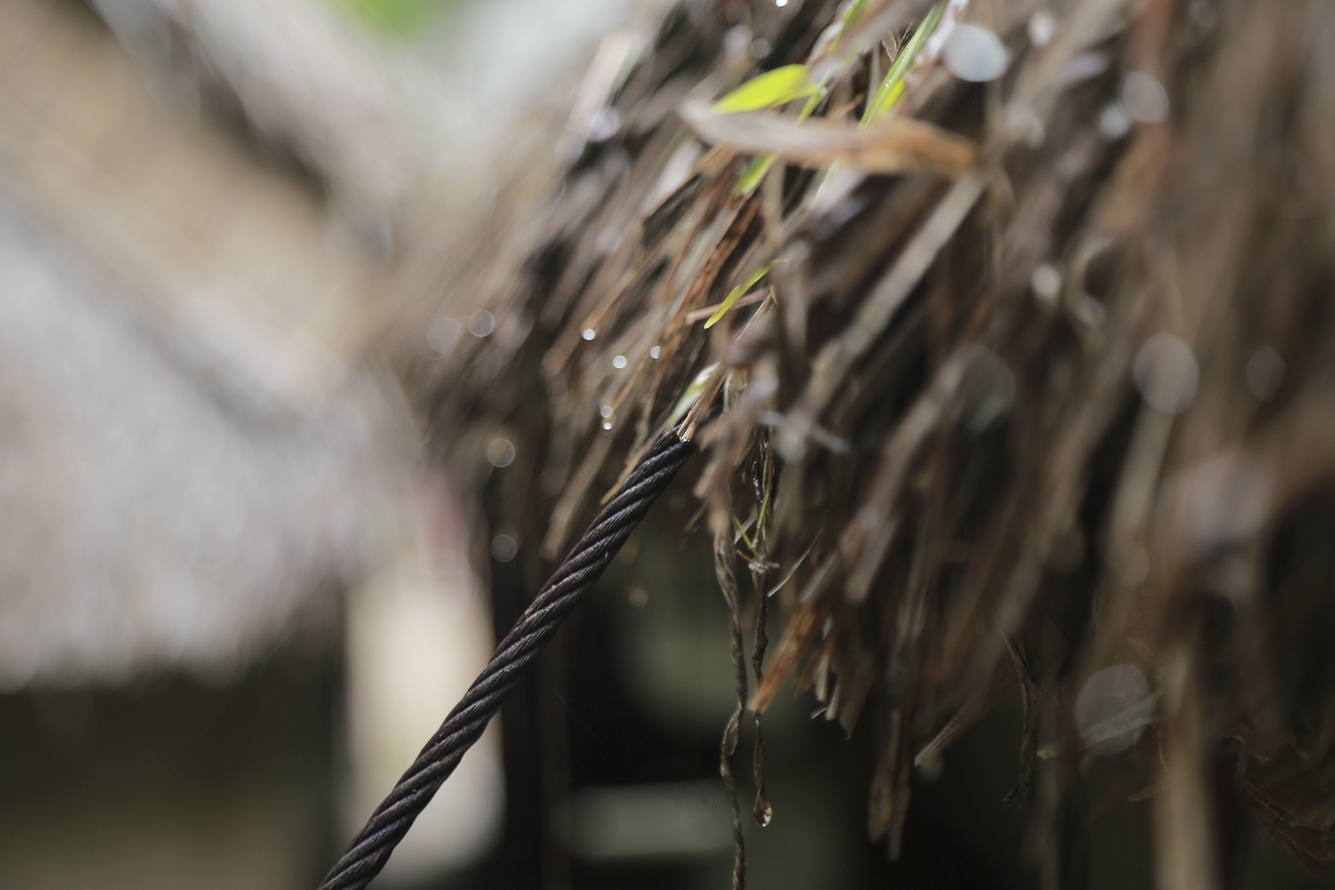 Lang Sen que Bac Ho anh 12