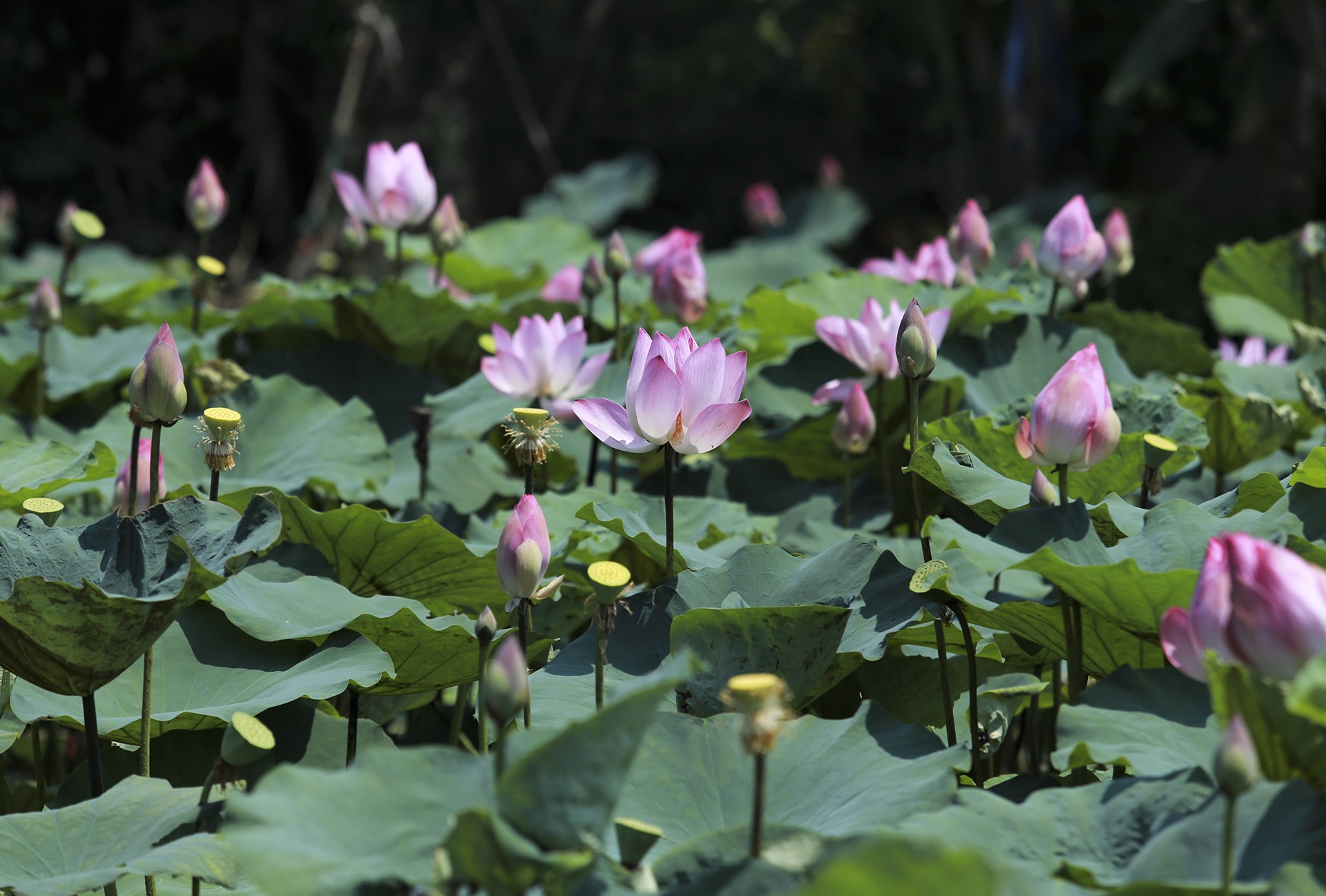 Lang Sen que Bac Ho anh 13