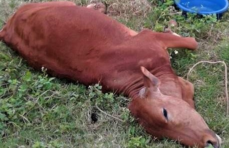 Dieu tra vu 4 con bo lan ra chet bat thuong hinh anh