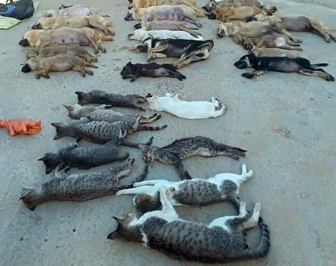 Bat them 3 nguoi trong duong day trom cho, meo bang xyanua hinh anh