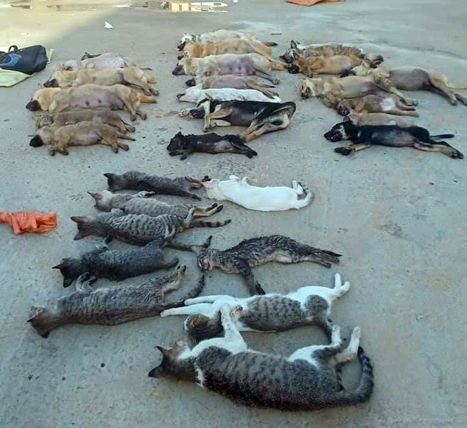 đôi nam nữ trộm chó mèo ảnh 1 doi nam nu trom cho meo anh 1
