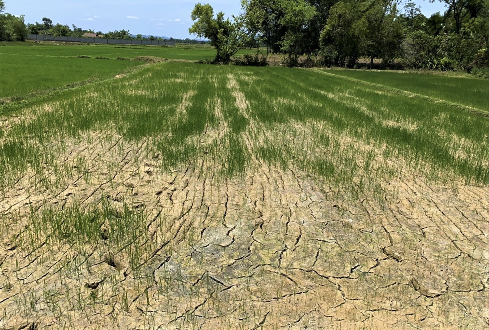 nang nong o mien Trung anh 6