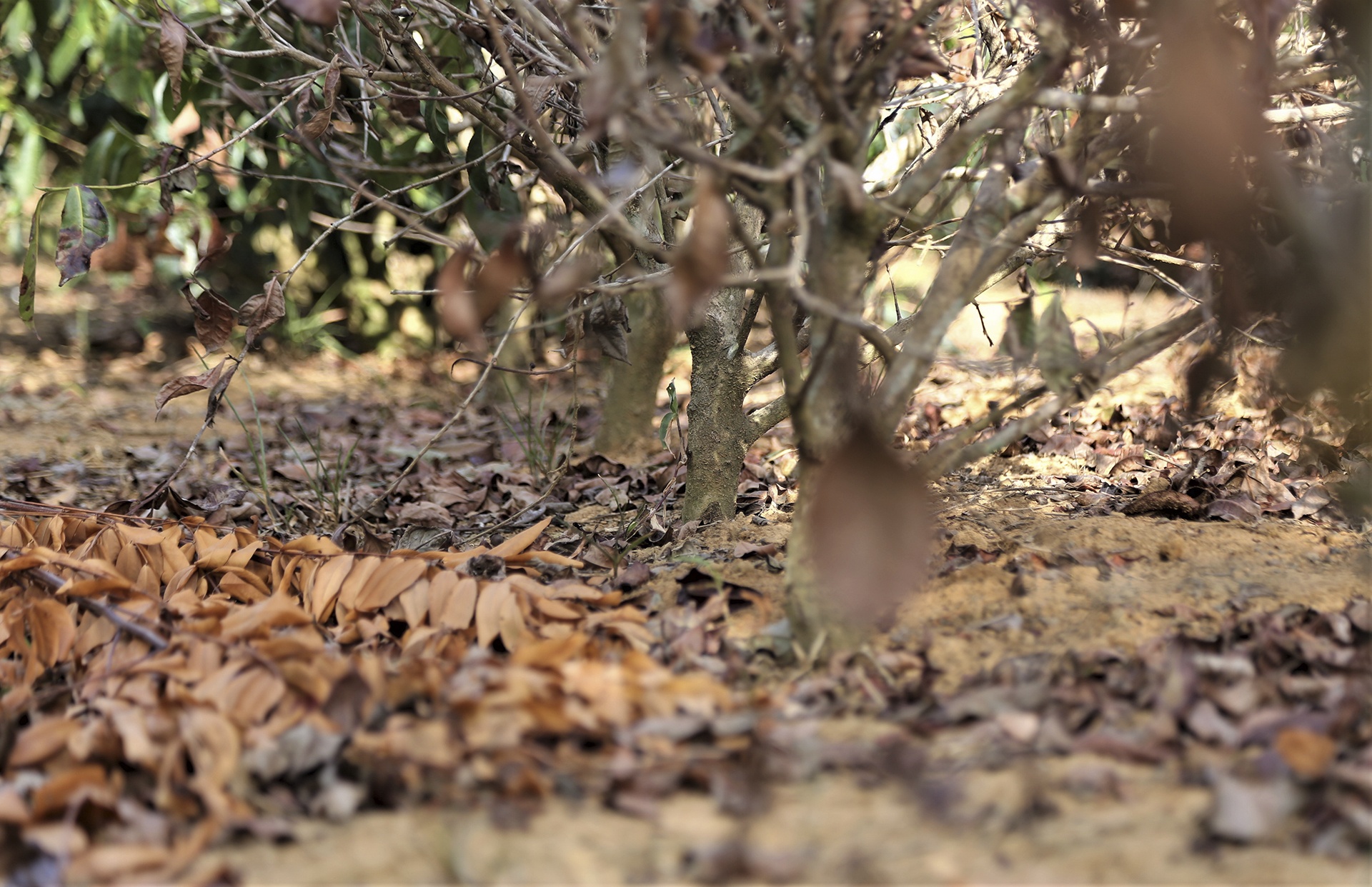 che chet kho vi nang han anh 2