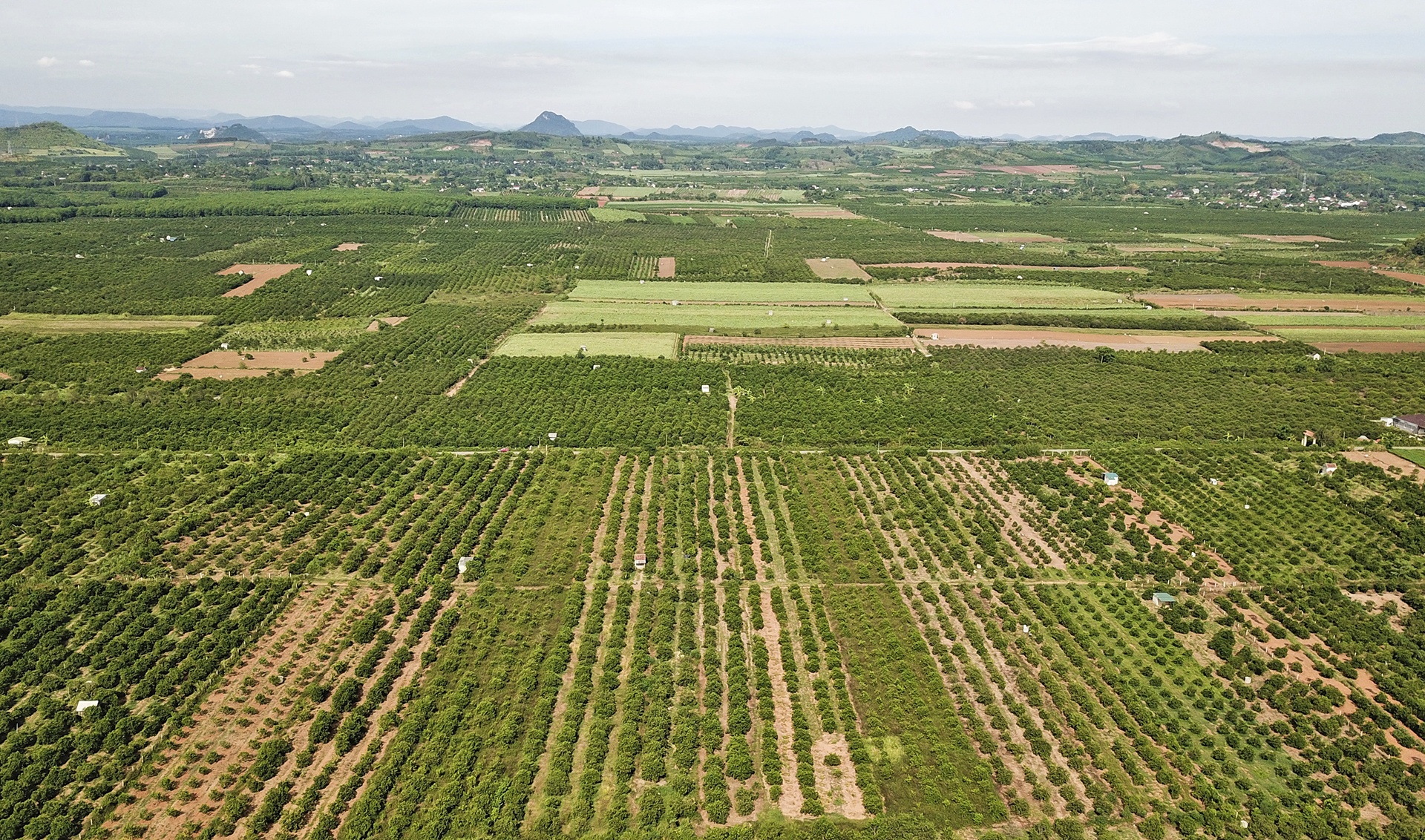 nang nong keo dai anh 1