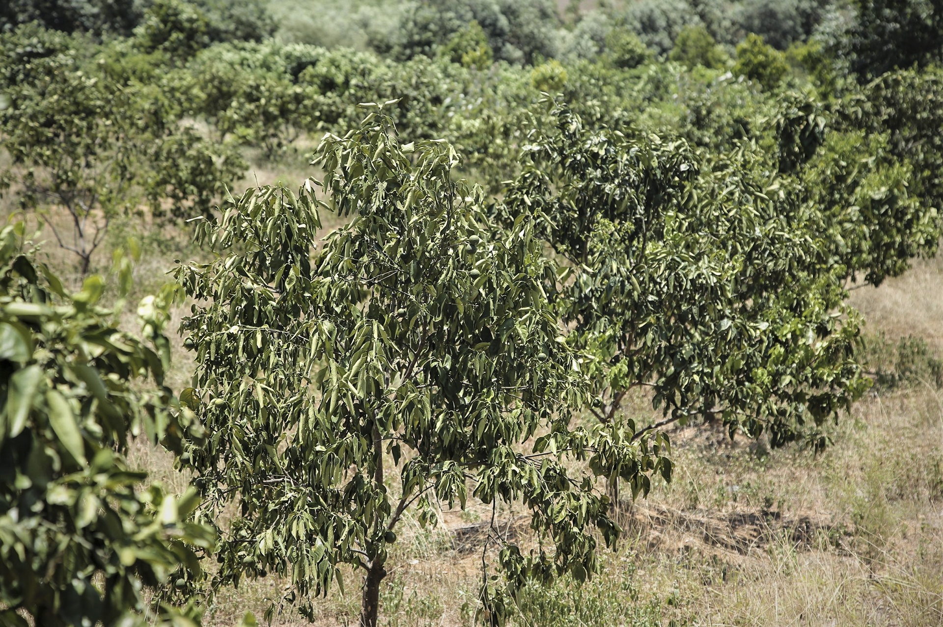 nang nong keo dai anh 2