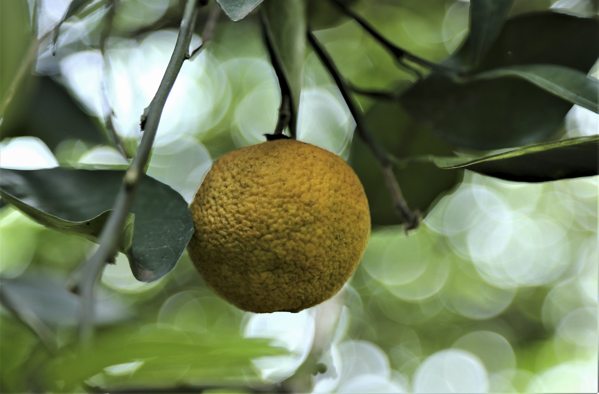 nang nong keo dai anh 4