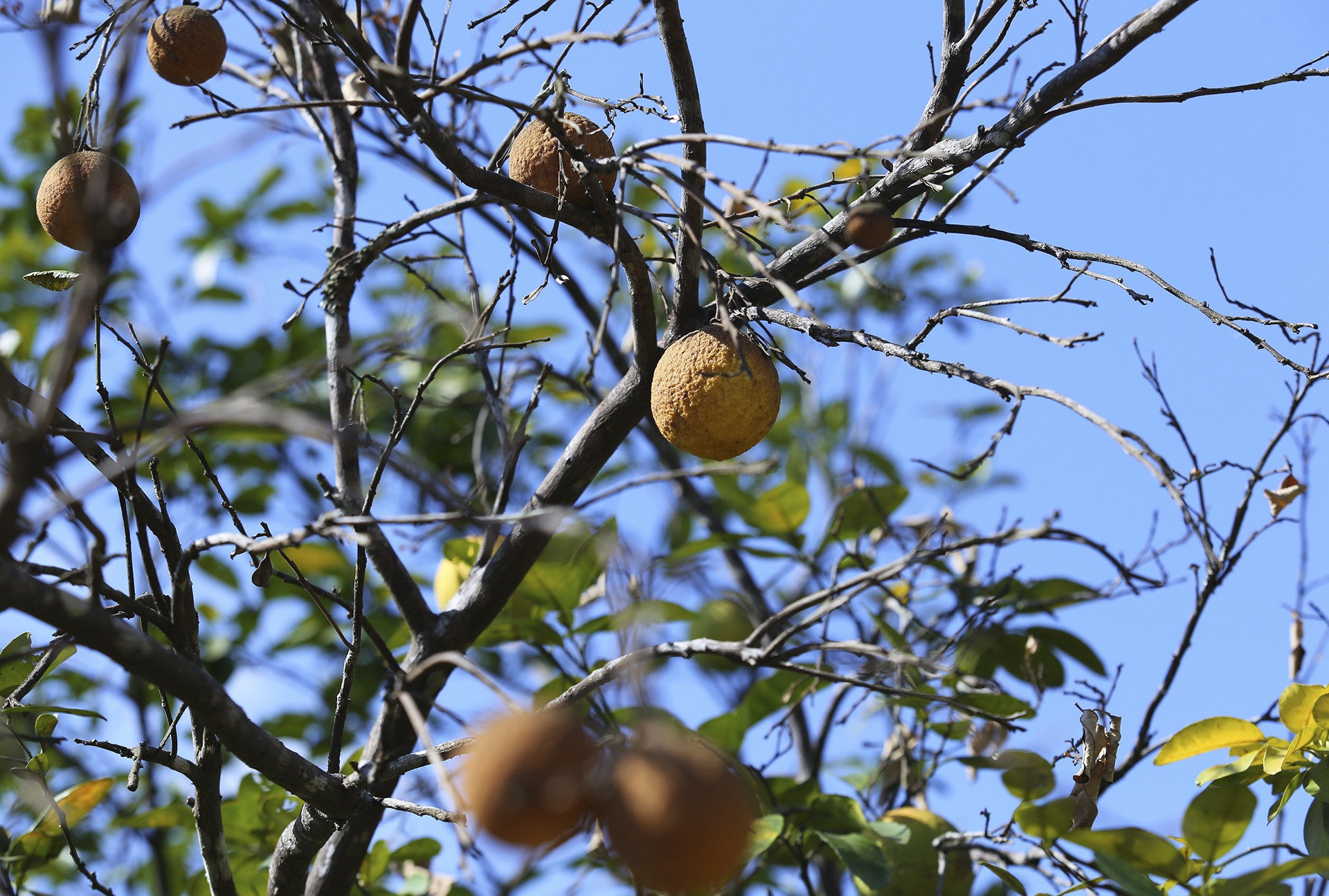 nang nong keo dai anh 7