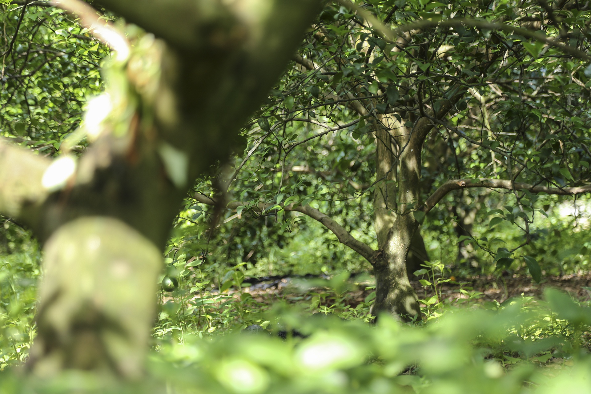 nang nong keo dai anh 6