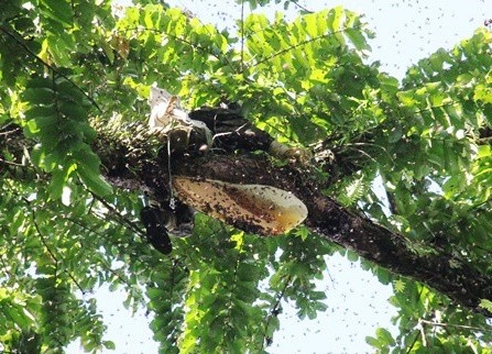 Thiet mang khi lay mat ong hinh anh