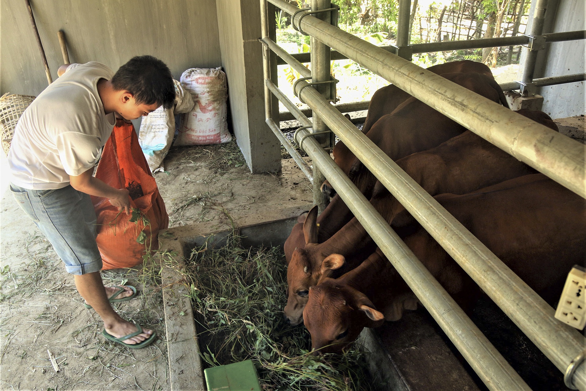 chuong bo 230 trieu o Nghe An anh 5