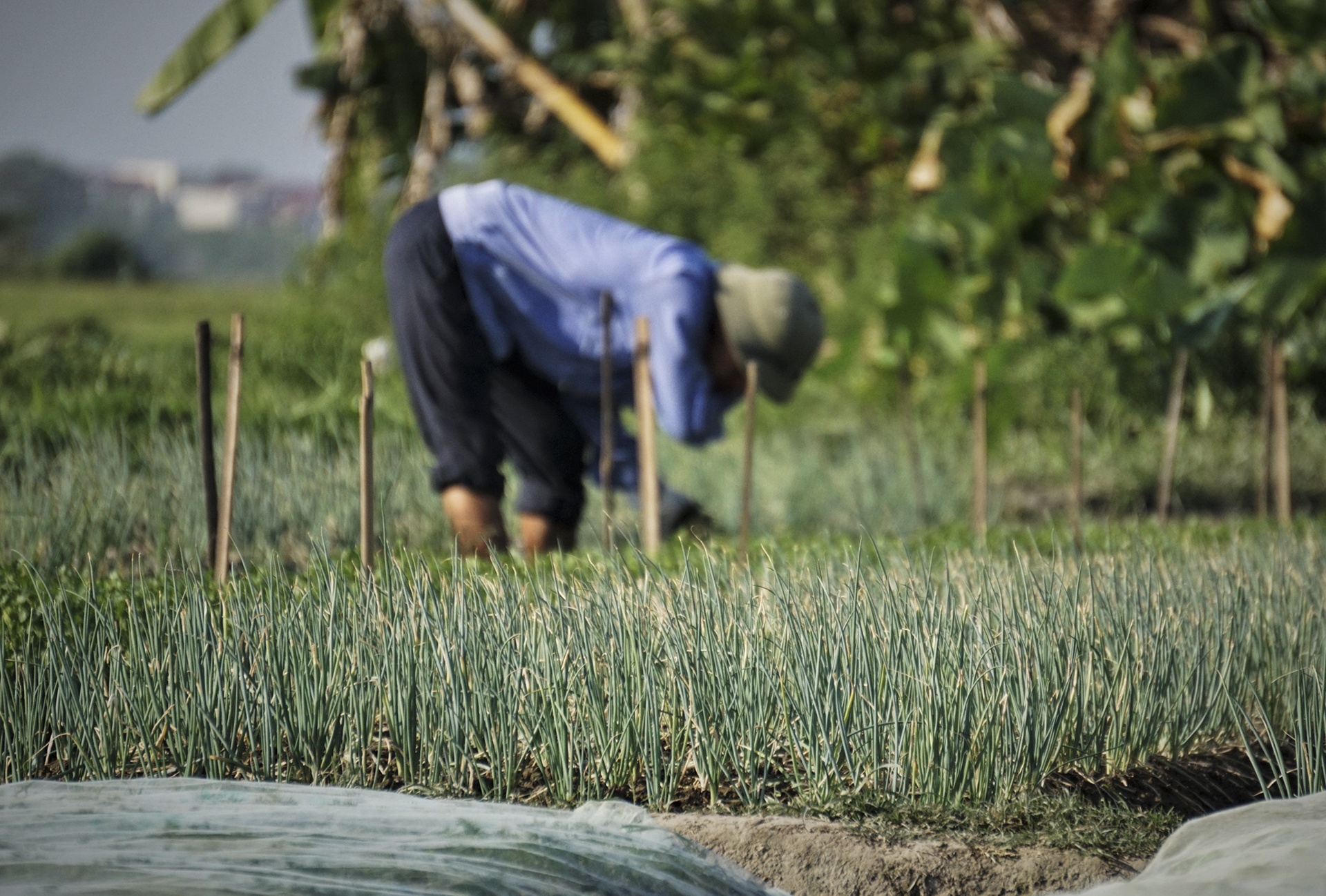 ho tro day vi nang nong anh 10