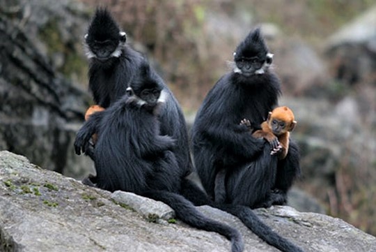 Dung cho nghiep vu xua duoi vooc co kha thi? hinh anh