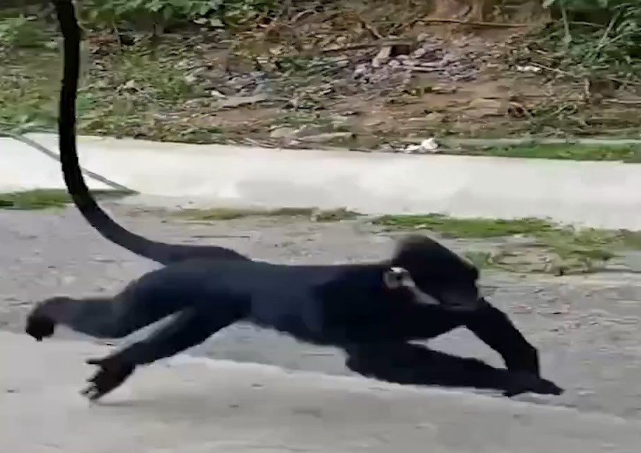 De nghi dung cho nghiep vu duoi vooc hinh anh