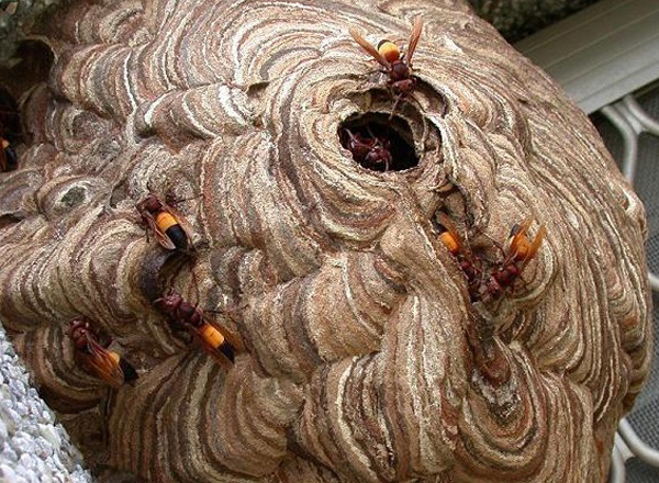 26 hoc sinh nhap vien vi bi ong dot hinh anh