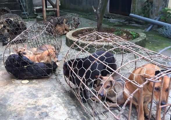nhóm trộm chó bị bắt ảnh 2 nhom trom cho bi bat anh 2