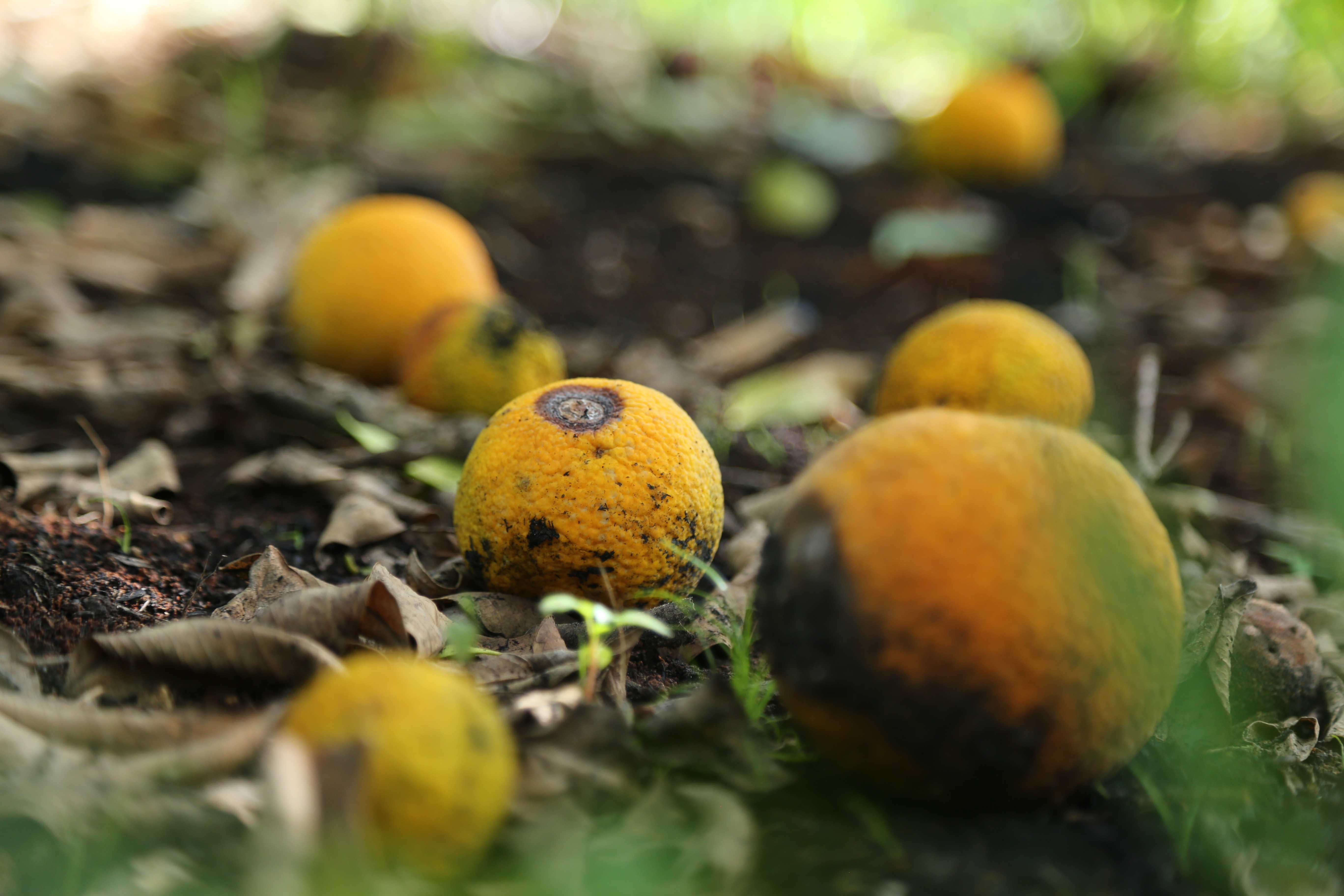 Dan lo that thu vi cam dac san rung day coi hinh anh